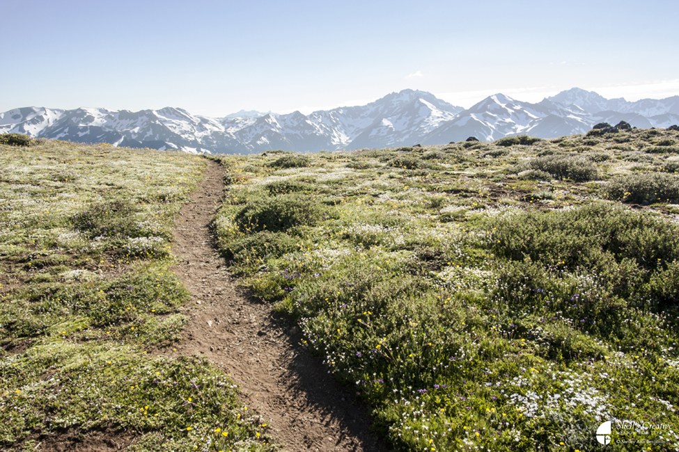 Upper Big Quilcene by Nereid.jpeg