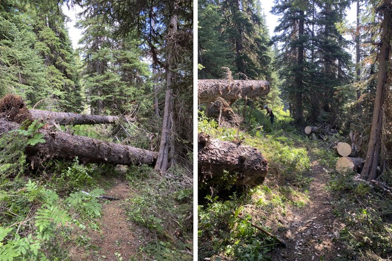 Before and after shot of USFS work in the pasayten.