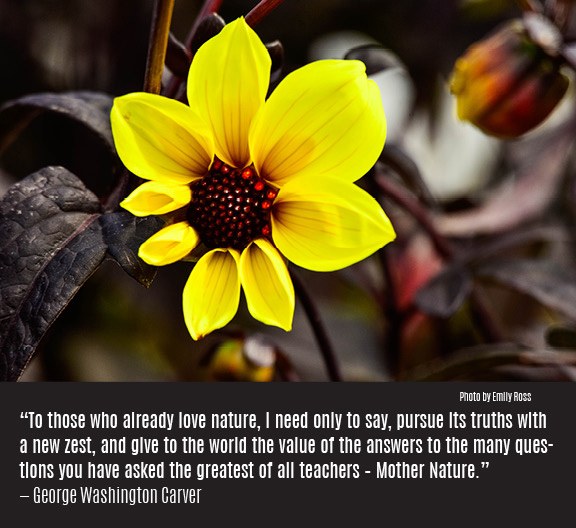 washingtoncarver.jpg washingtoncarver.jpg