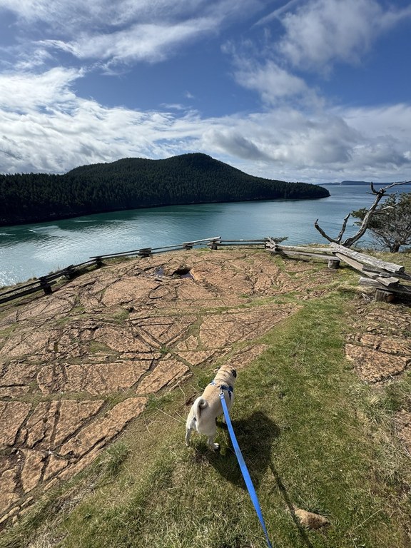 Pug on blue leash on trail over looking water.