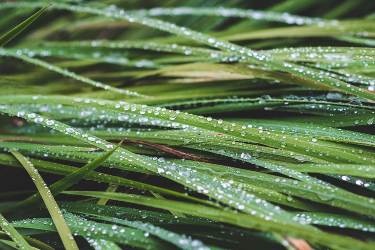Water droplets on leaves