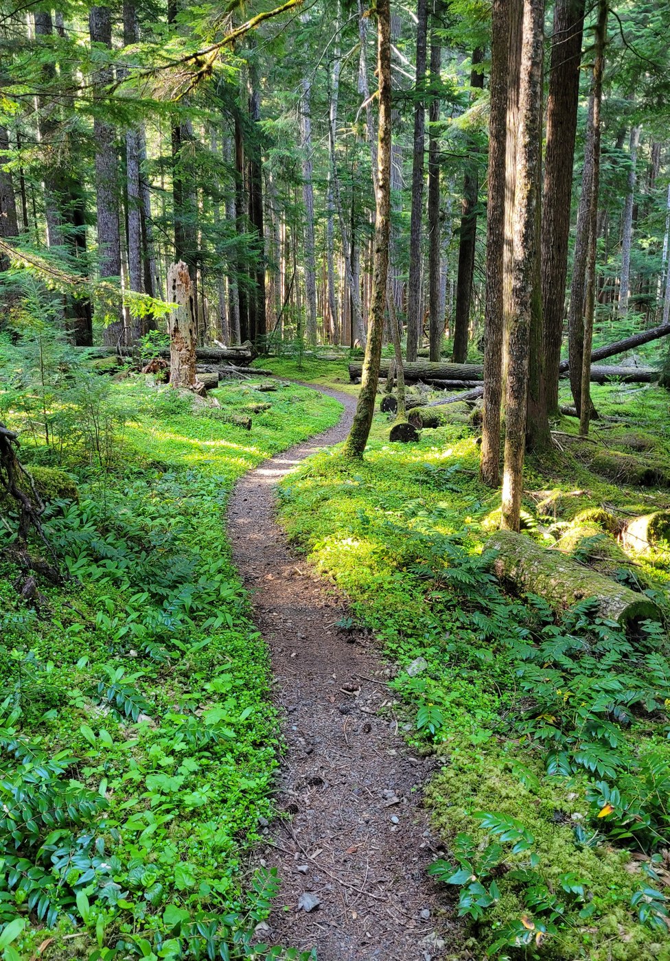 A trail winds through a mossy, sun-dappled forest