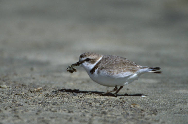 Western Snowy Plover from USFWS National Digital Library Photo by D. Pitkin..jpg