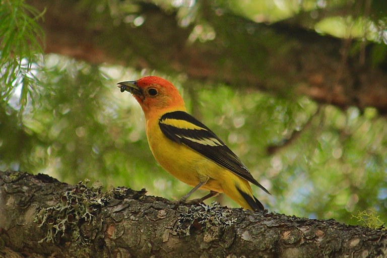 Western Tanager_tamiasars.jpg Western Tanager_tamiasars.jpg