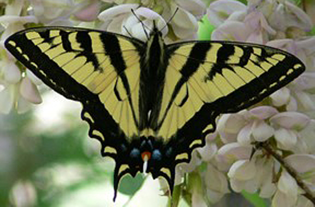 Western-Tiger-Swallowtail.jpg