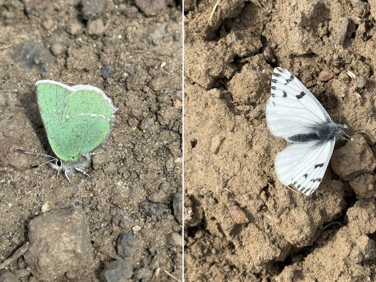 two shots of butterflies on dry dirt trail. One is green the other is white with black spots.