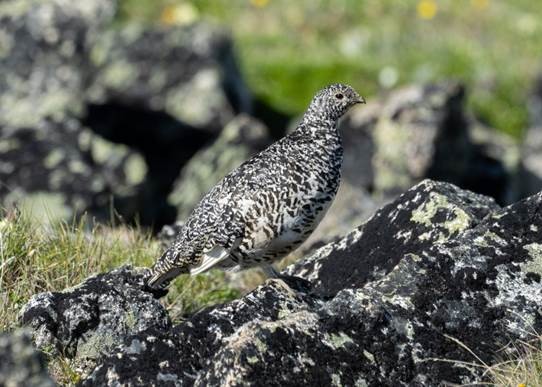 This banded white-tailed ptarmigan was reported in an area where none had been documented for decades. Photo by Patrick VanThull