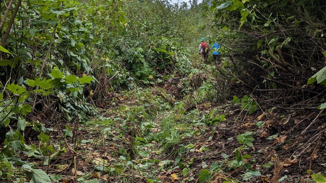 Trails crews hard at work brushing very covered trail in white river. Two people working down trail with a pile of brush covering the trail in front of them.