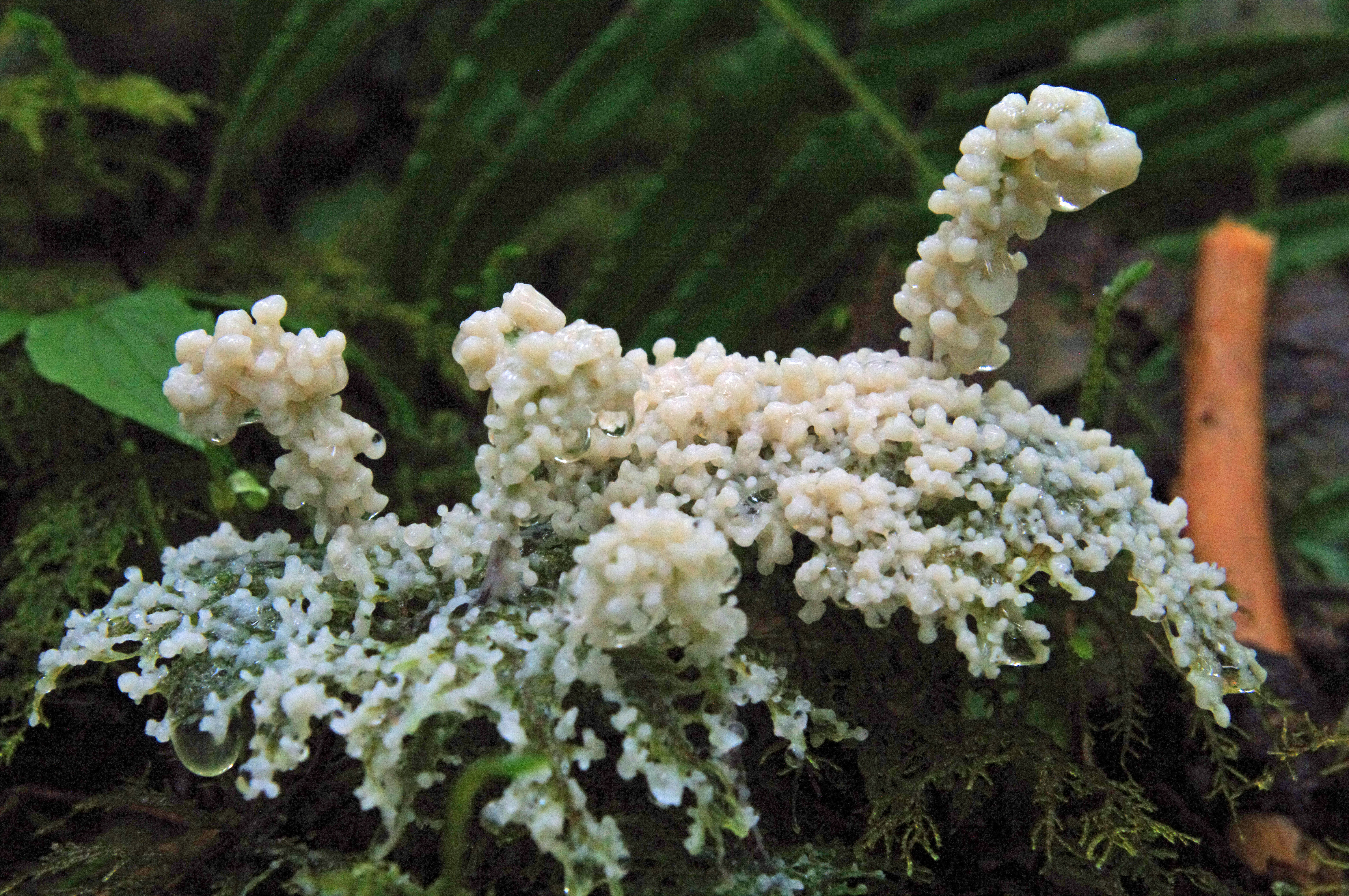 White slime mold on step moss full monty1.jpg
