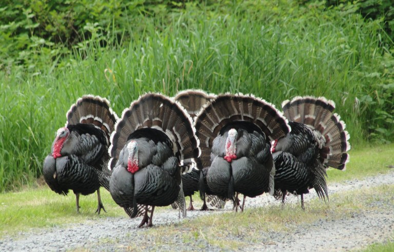 Wild Turkey Parade. Dennis Graver.