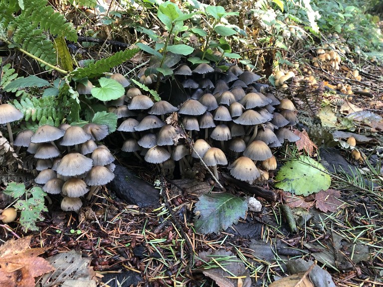 Wilderness Peak Loop. Photo by brad_f. A cluster of small grey mushrooms.