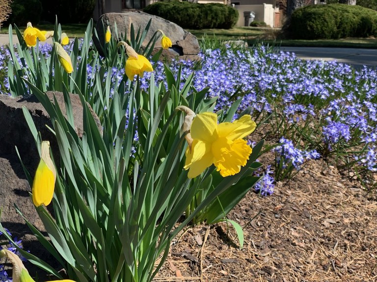 Wildflowers on Display. Photo by California Girl. 