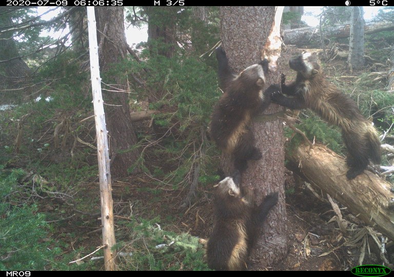 A female wolverine and two kits climb a tree. 