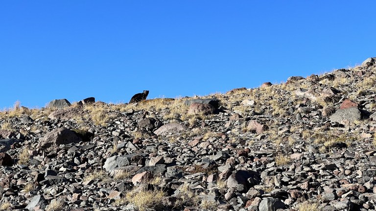 wolverine_kidz wont hike.jpeg