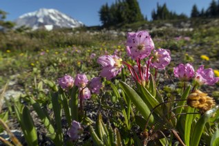 What’s the future for the bridge to the Northwest side of Mount Rainier?
