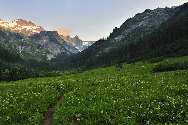 Spider meadows. Photo by Paul Raymaker