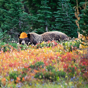 You can rest easy knowing that our security bears are protecting camp. Photo by Brad Howard.