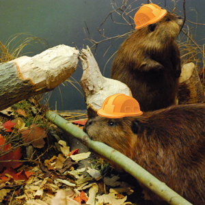 Our expert tree-felling crew will make puncheon construction faster and more efficient! Photo courtesy Creative Commons. 