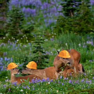 Our brushing crews will allow BCRTs to access deep backcountry locations even faster this summer. Photo by Summer Koscizek