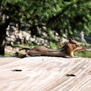 Stretching before a day of trailwork is of the utmost importance! Photo by Kathy Bogaards. 