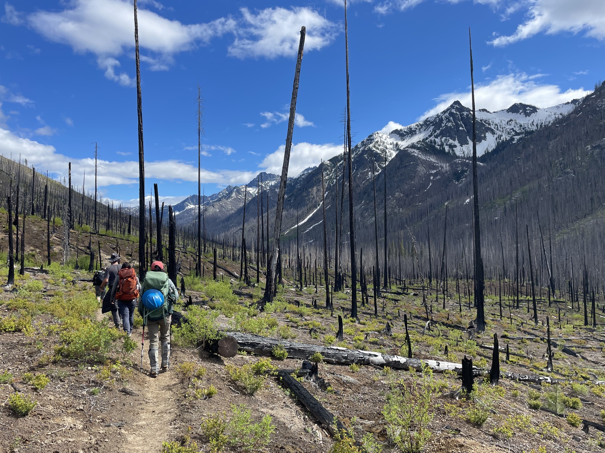 Entiat River trail crew hiking through a burn. Photo by Jess Dupuy