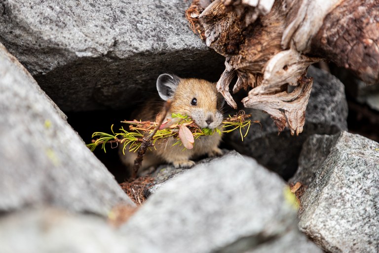 Pika hiding in rocks with grasses in mouth. Photo by Tomas Loostrom