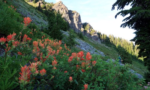 Wildflowers-and-landscape-with-hiker.JPG