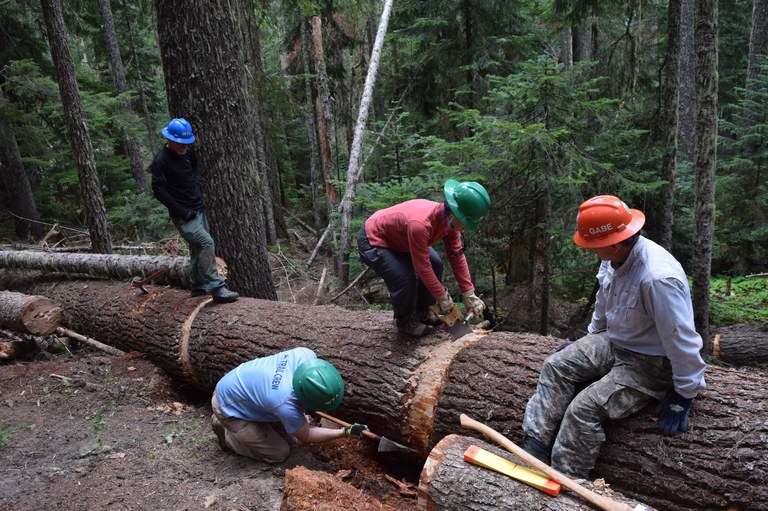 Several volunteers in hard hats work to cut a massive fallen tree blocking the Angry Mountain trail.