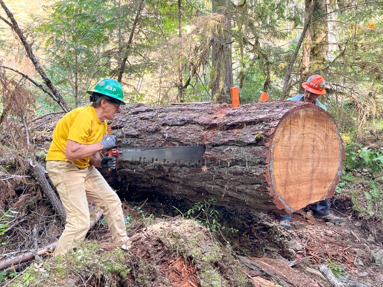 Two volunteers use a crosscut saw to cut a massive log.