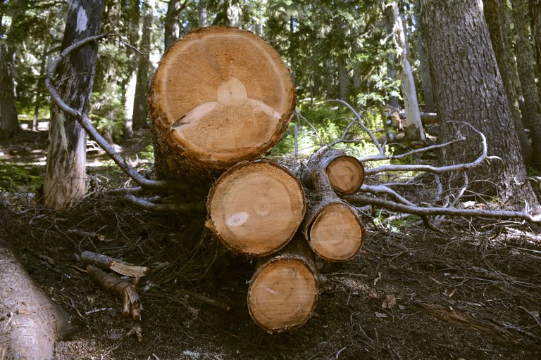 A straight-on view of 5 cuts logs of varying sizes on the side of the Angry Mountain trail.