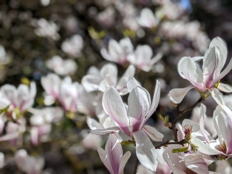 Photo by Tiffany Chou.