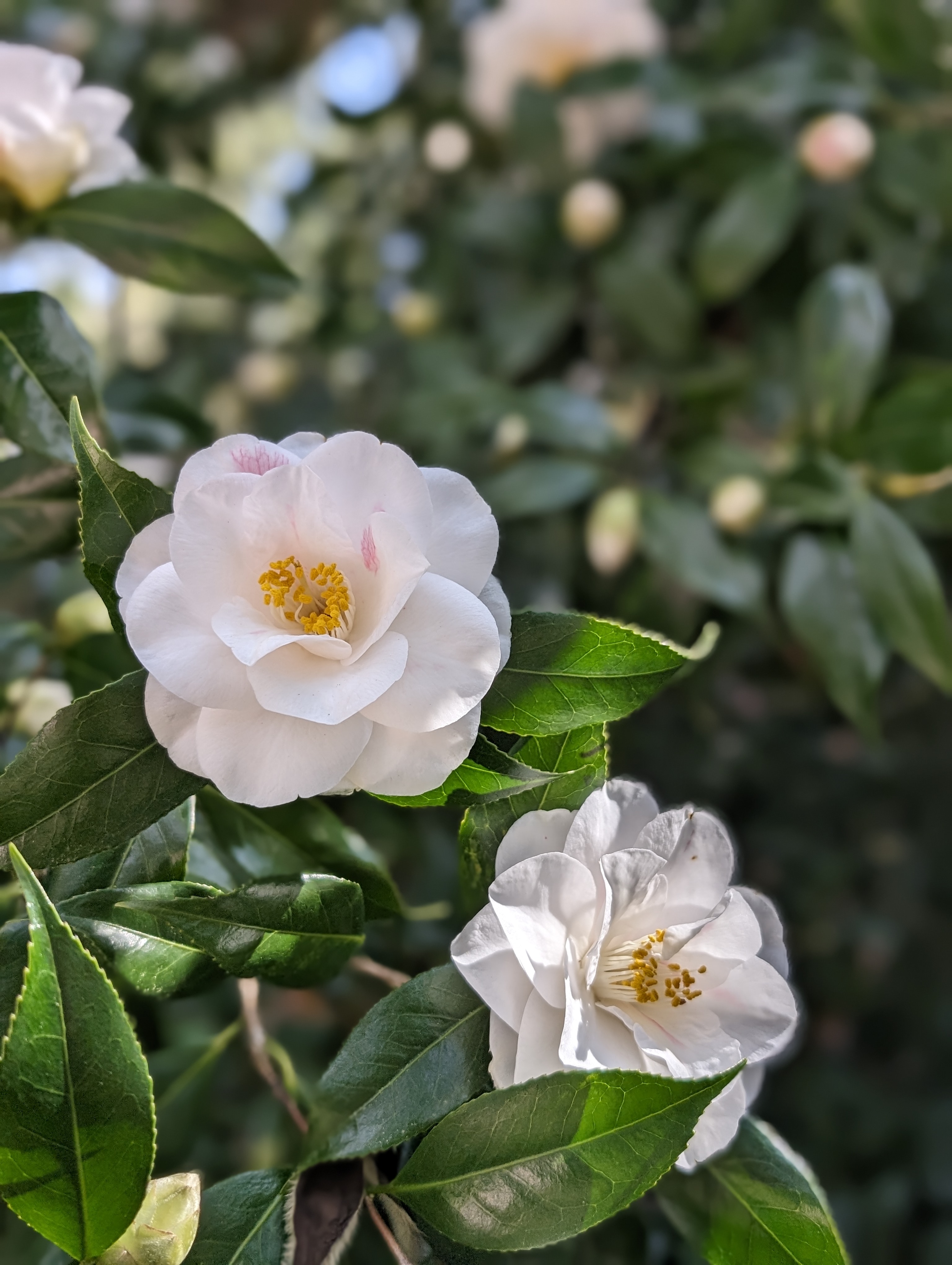 Photo by Tiffany Chou.