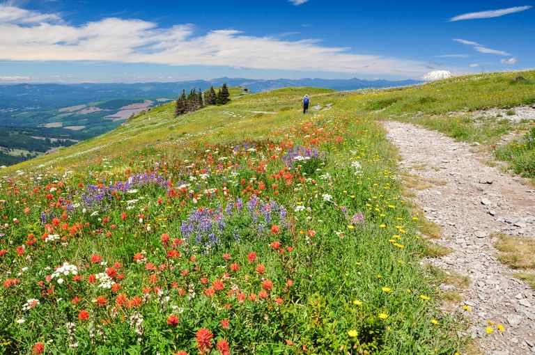 Wildflowers and mountain views.