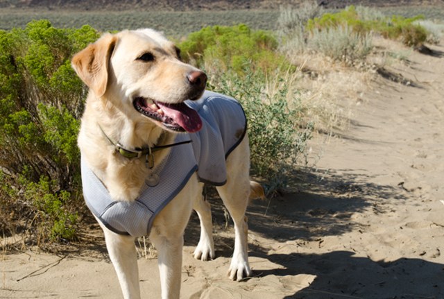 Treen tests the cooling power of the Ruffwear vest. 