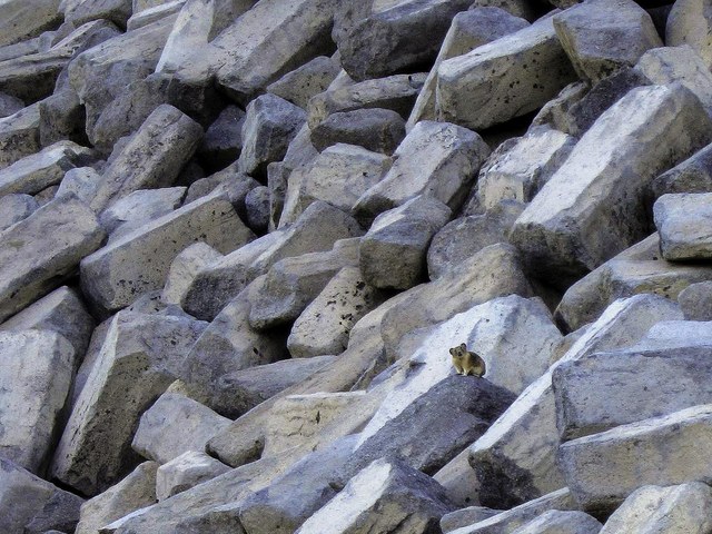 A rare animal sighting in Skopin's desolate yard. Photo by Randal Ternes.