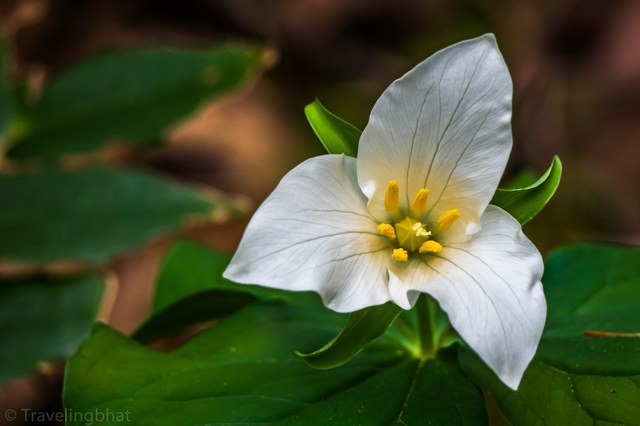 2nd place winner in the Flora and Fauna category. Photo by Archana Bhat.