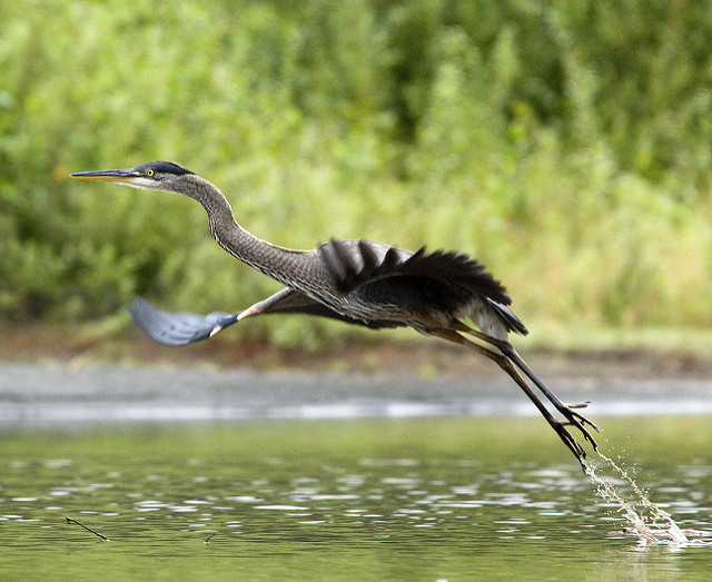 Great Blue Heron Taking Off in Olympic National Park. Photo by Mary Campbell