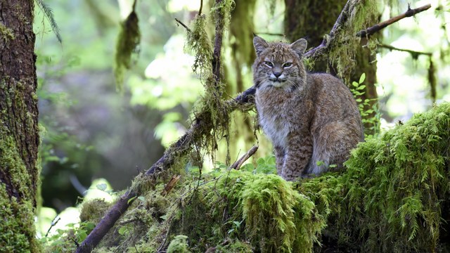 Michael Despines 2nd Place Flora and Fauna 2016