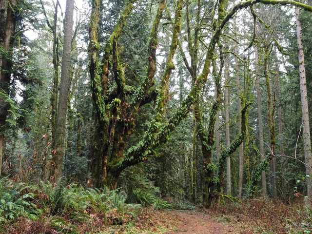 Wander through the woods at Millersylvania State Park. Photo by Bob and Barb.