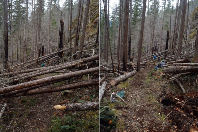 Our dedicated volunteers heroically helped the Hood Canal Ranger District reopen the Duckabush Trail for hikers after winter storms rendered the trail impassable. Crews cleared some 300 fallen logs using crosscut saws.