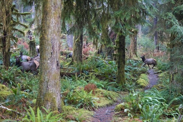 'We had the trail to ourselves - except for a herd of elk that crossed our path, which was pretty spectacular.' Photo by albertino.