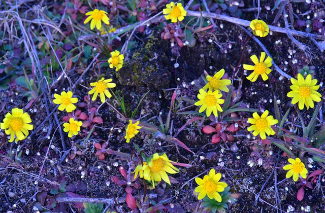 Horsethief Butte - 'After setting up camp at Maryhill SP, we had time to walk the trails at Horsethief Butte. Wildflowers are beginning to bloom. We saw grass widows, shooting wars, gold stars, and prairie stars.' Photos by Bob and Barb