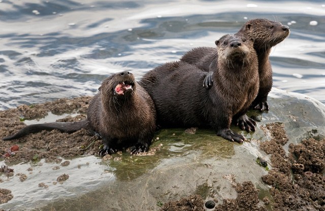 1st Place, Flora and Fauna. Photo by Ken Campbell from the Olympic Discovery Trail. 