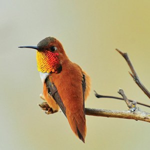 Rufous Hummingbird at Nisqually NWR. Photo by Bob and Barb.