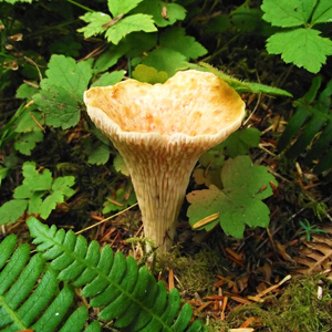 One of many fungi along the Boulder River Trail. Photo by Chris.
