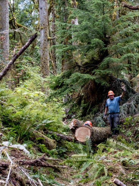 Volunteer Assistant Crew Leader Gary Zink stands among trees that the Pratt River BCRT crew logged out this summer after devastating storms rendered the trail impassable. Photo by Joe Hofbeck.
