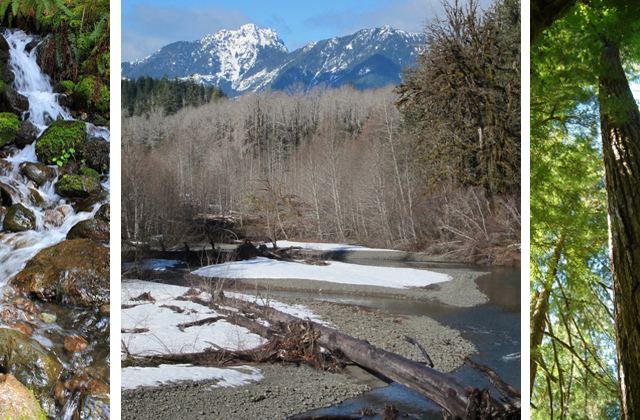 Enjoy the Olympic Peninsula's many diverse ecosystems on the Skokomish Volunteer Vacation. Photo credits: Waterfall - HalfCenturyHiker. River - katieb.Trees - Eric Jain 