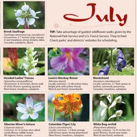 Month-by-month wildflower guide from the May/June issue of Washington Trails magazine.  