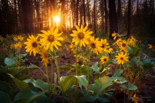 Balsamroot at Riverside State Park. Photo by Bruce Turner.