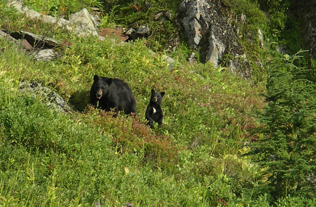 A bear and cub forage in early September. Photo by Rosemary Seifried